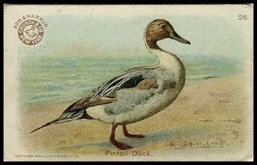 26 Pintail Duck